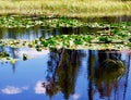 Lilly pads floating on a mountain lake. Royalty Free Stock Photo