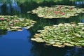 Lilly pads floating in pond Royalty Free Stock Photo