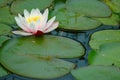 Lilly Pads with flower.