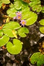 Lilly Pads and Flower in Pond Royalty Free Stock Photo