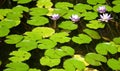 Lilly pads and flowers line the surface of a local pond Royalty Free Stock Photo