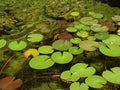 Lilly pads in a garden pond