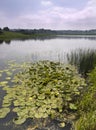 Lilly pads on a lake Royalty Free Stock Photo