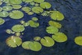 Lilly pads on lake, Belo Horizonte, Brazil Royalty Free Stock Photo