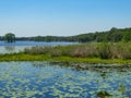 Lilly Pads in Lake with Brilliant Blue Sky Royalty Free Stock Photo