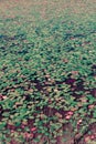 Lily pads with autumn color floating on the surface of a lake Royalty Free Stock Photo