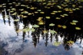 Lilly Pads and Pine Tree Reflection in Yellowstone National Park Royalty Free Stock Photo