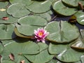 Lilly pads and pink flower