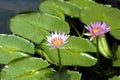 Lilly Pads and Pink Flowers