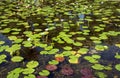 Lilly Pads on Pond with Clear Water Royalty Free Stock Photo