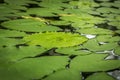 Lilly Pads Pond. Royalty Free Stock Photo