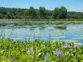 Lilly Pads and Purple Flowers in Lake with Blue Sky Royalty Free Stock Photo