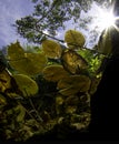 Lilly pads with sun in cenote