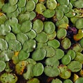 Lilly pads on the surface of a lake Royalty Free Stock Photo