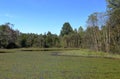 Lilly pads on the surface and trees on the shore of a lake Royalty Free Stock Photo