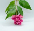 Lilly Pilly called Riberry Royalty Free Stock Photo