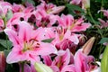 Lilly pink flowers in the garden romatic flowers colorful , pollen flower