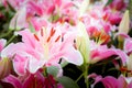 Lilly pink flowers in the nature garden romance nature flowers b