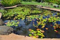 Lilly pond Royalty Free Stock Photo