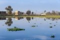 Lilly Pond Pakistan Royalty Free Stock Photo