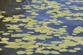 Lilly pond in a still river.