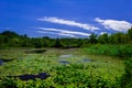 Lilly Pond