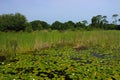 Lilly pond Royalty Free Stock Photo