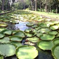 Lilly pond Royalty Free Stock Photo