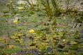 A lilly pond with yellow flowers Royalty Free Stock Photo