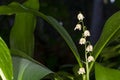 Lilly of the valley blosome under the forest canopy. Royalty Free Stock Photo