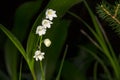 Lilly of the valley blosome under the forest canopy. Royalty Free Stock Photo