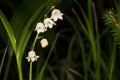Lilly of the valley blosome under the forest canopy. Royalty Free Stock Photo