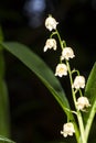 Lilly of the valley blosome under the forest canopy. Royalty Free Stock Photo