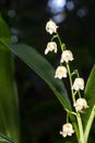 Lilly of the valley blosome under the forest canopy. Royalty Free Stock Photo