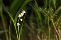 Lilly of the valley blosome under the forest canopy. Royalty Free Stock Photo