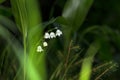 Lilly of the valley blosome under the forest canopy. Royalty Free Stock Photo