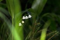 Lilly of the valley blosome under the forest canopy. Royalty Free Stock Photo