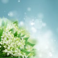 Lilly of valley Royalty Free Stock Photo