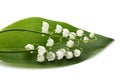 Lilly of the valley.Convallaria majalis, spring flower isolated Royalty Free Stock Photo
