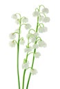 Lilly of the valley flowers isolated on white background with clipping path and full depth of field Royalty Free Stock Photo