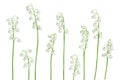 Lilly of the valley flowers isolated on white background with clipping path and full depth of field Royalty Free Stock Photo
