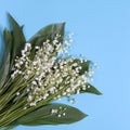 Lilly of the valley flowers and leaves bouquet Royalty Free Stock Photo
