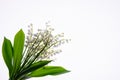 Lilly of the valley flowers and leaves bouquet isolated on white background Royalty Free Stock Photo