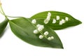 Lilly of the valley flowers and leaves  isolated Royalty Free Stock Photo