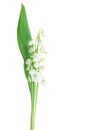 Lilly of the valley Royalty Free Stock Photo