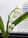 Lilly of the valley flowers in the window Royalty Free Stock Photo