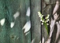 Lilly of the valley flowers on wooden background. PLace for text Royalty Free Stock Photo