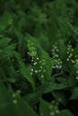 Lilly of the valley in the forest Royalty Free Stock Photo