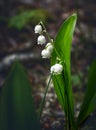 Lilly of the valley little subtle white flowers on dark brown background Royalty Free Stock Photo