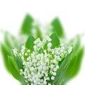 Lilly of the valley posy close up Royalty Free Stock Photo